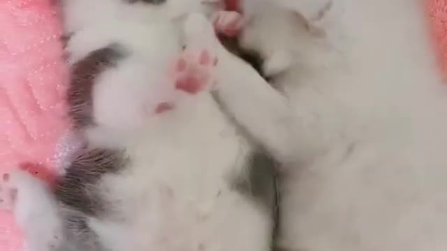 Cutest Cats funny cute moments!