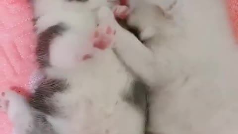 Cutest Cats funny cute moments!
