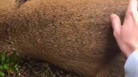 CUTE ANIMALS ❤️ Smart animal #Shorts #deer