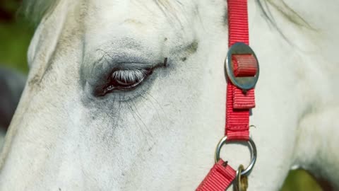 White Horse Standing in Front of Camera and Looks Around