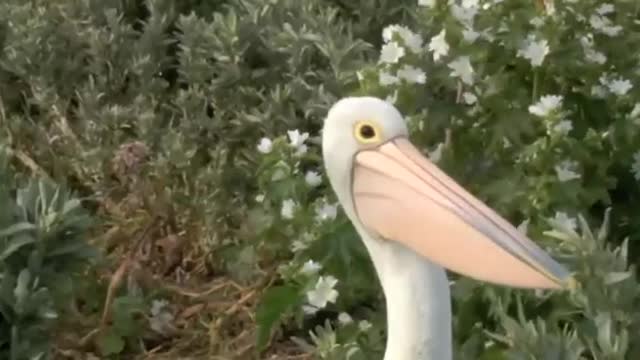 Australian Pelican - Mud Islands