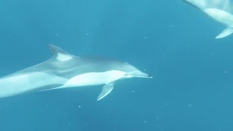 Dolphins swimming under Water