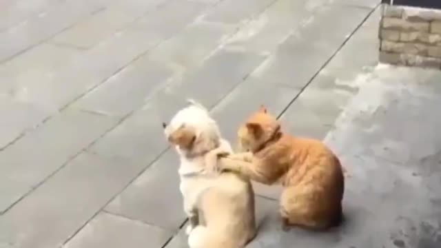 The cat and dog brothers have a good relationship