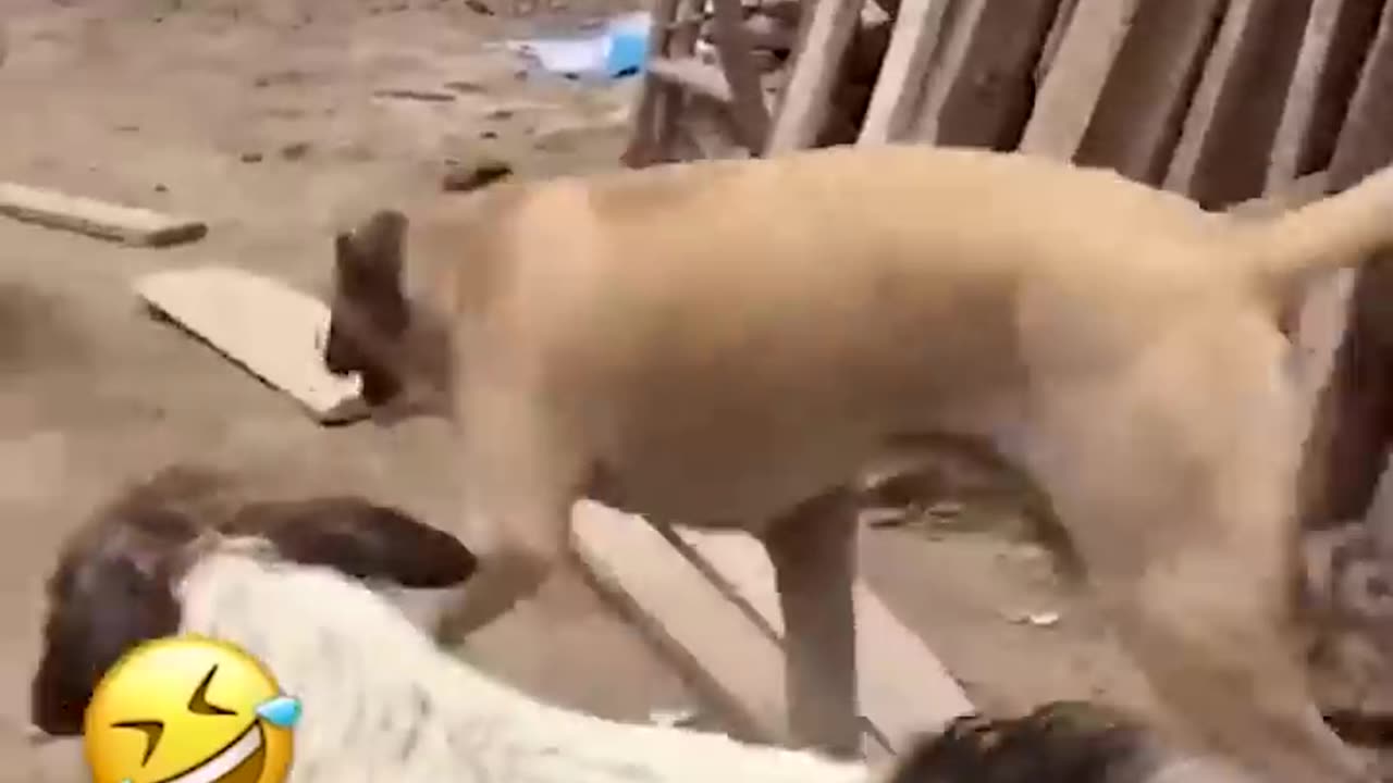 Animal funny video...🤣🤣