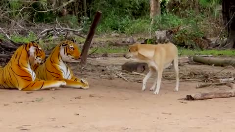 Fake Tiger Prank dog vs 2 Tiger