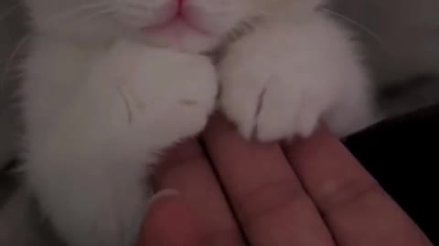 The kitten played back and forth on its master's hand.