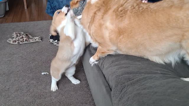 Corgi dominance