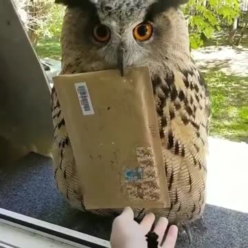Mail Bird