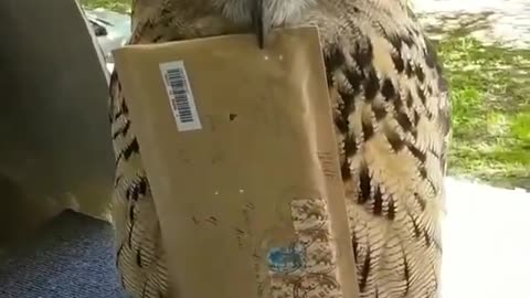 Mail Bird