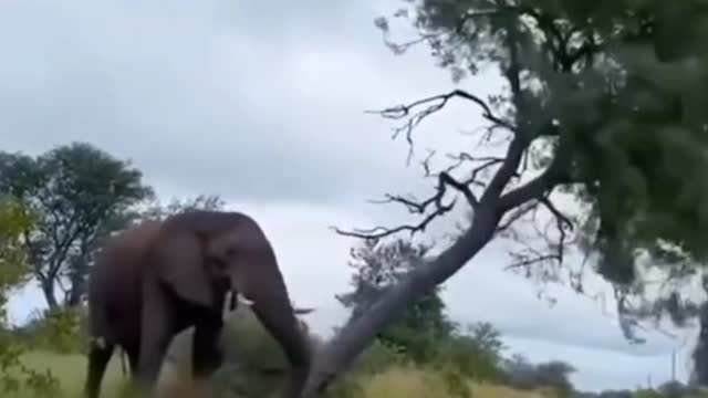 Elephant blocked road 🐘| elephant down tree 🌲