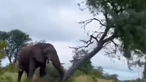 Elephant blocked road 🐘| elephant down tree 🌲