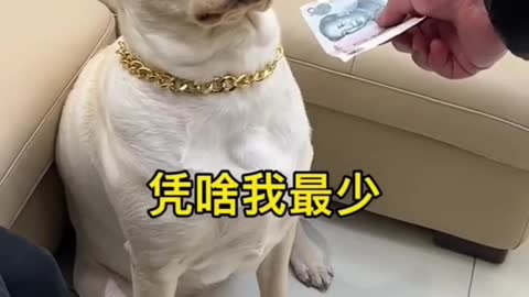 Dog sad reaction on money