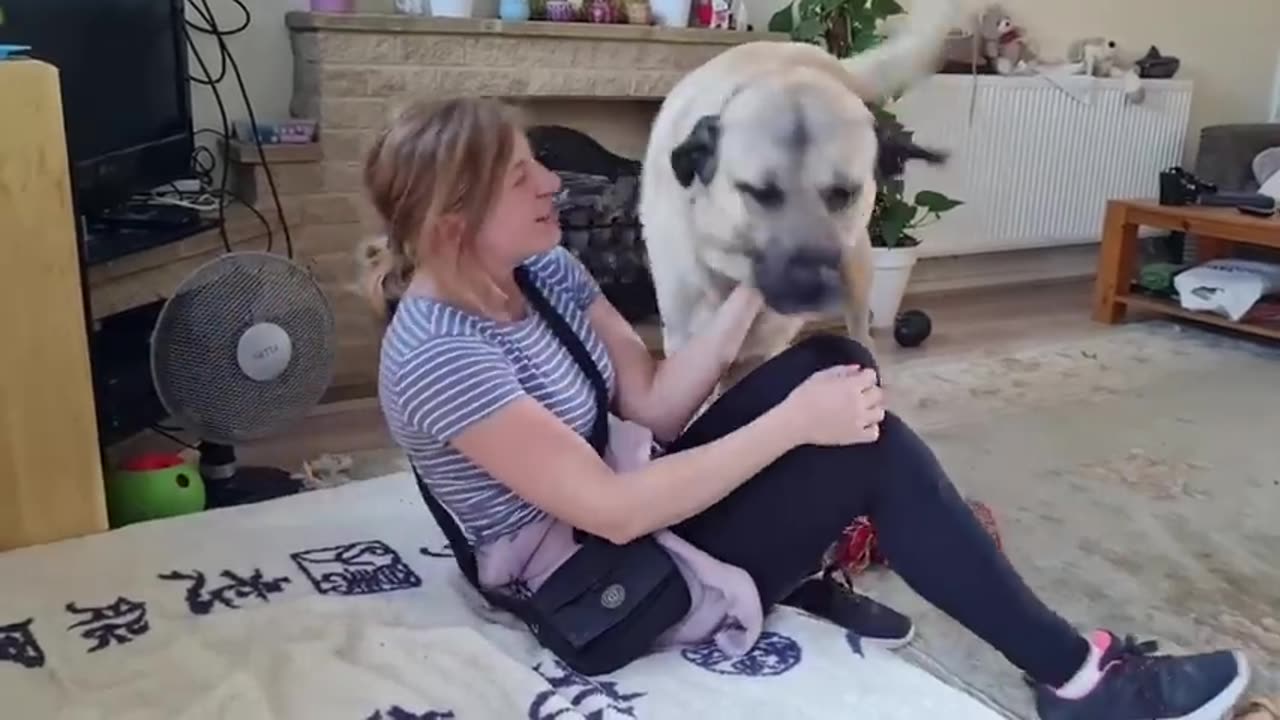 Kangal Greets His Owner