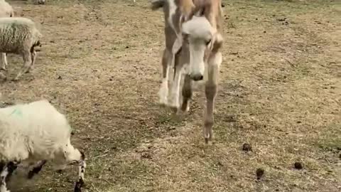 A brave donkey