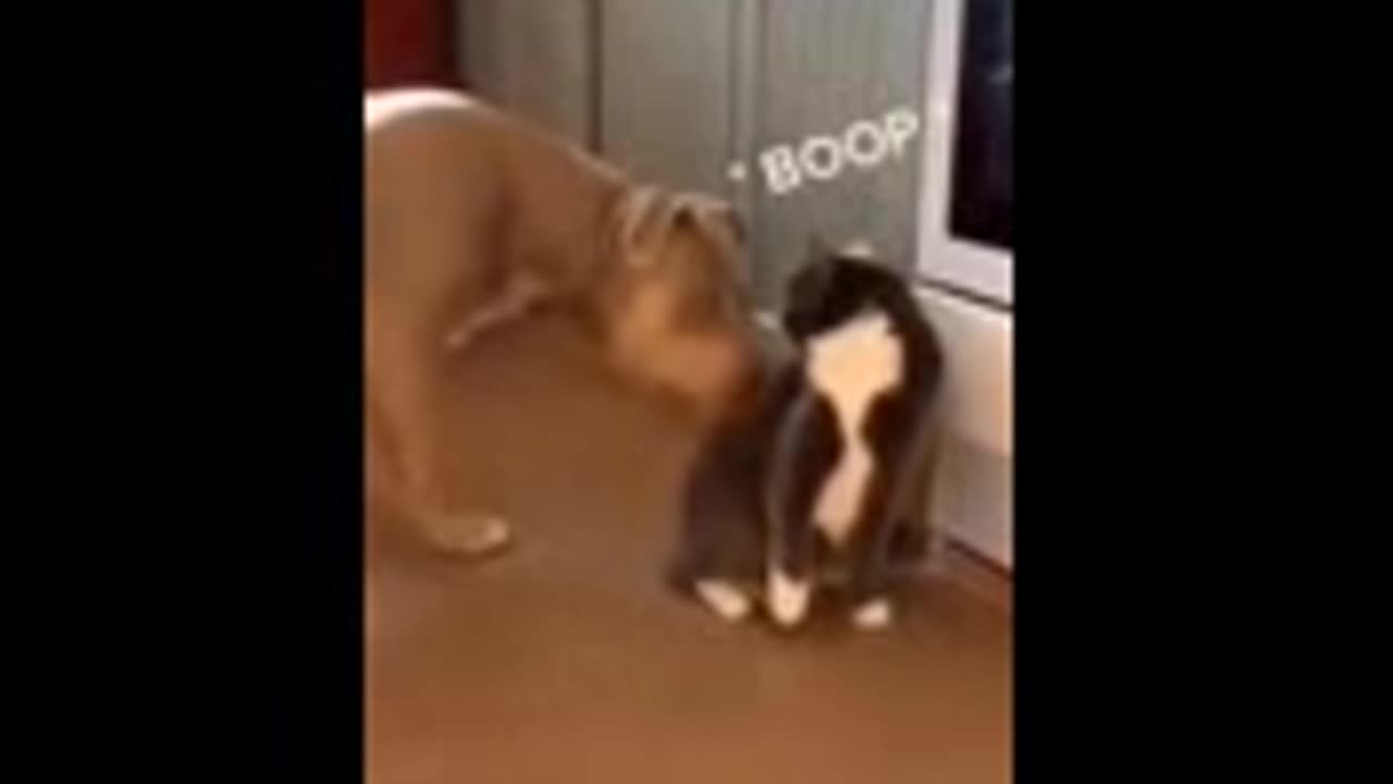 Funniest cats funny