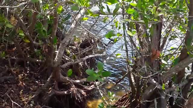 The salvation story in the Mangrove plant.