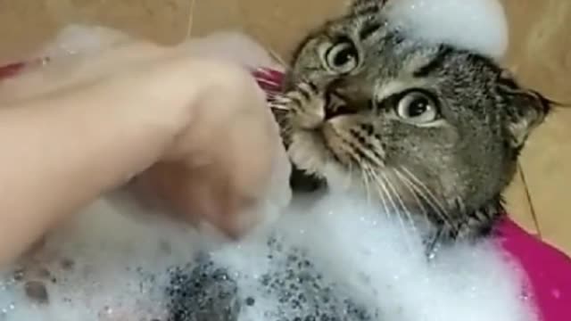 When the mouse laughs at the cat, there must be a hole beside it