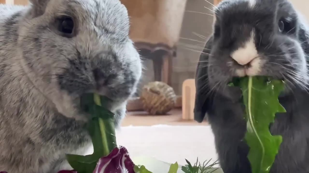 Rabbit eating vegetables 🥦