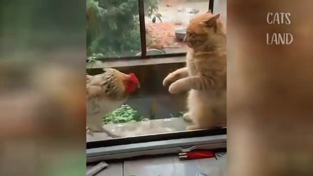 OMG so cute cats n'est funny cat vidéo