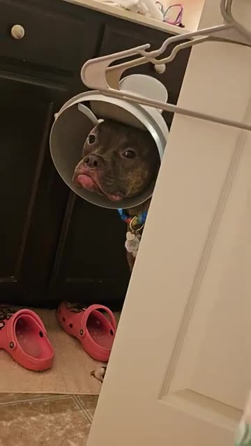 Pit Bull Comes to Mom With Trashcan Lid Stuck on Her Head