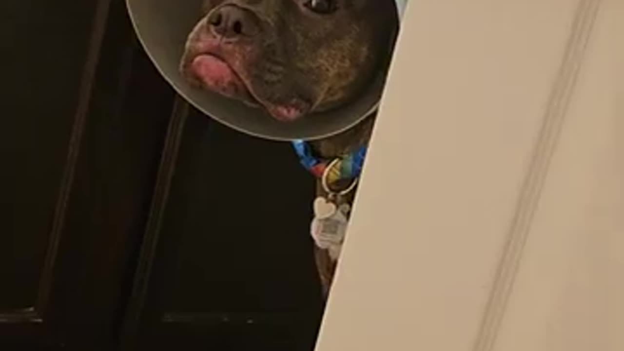 Pit Bull Comes to Mom With Trashcan Lid Stuck on Her Head