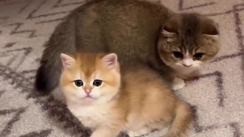 Two Fluffy Kittens