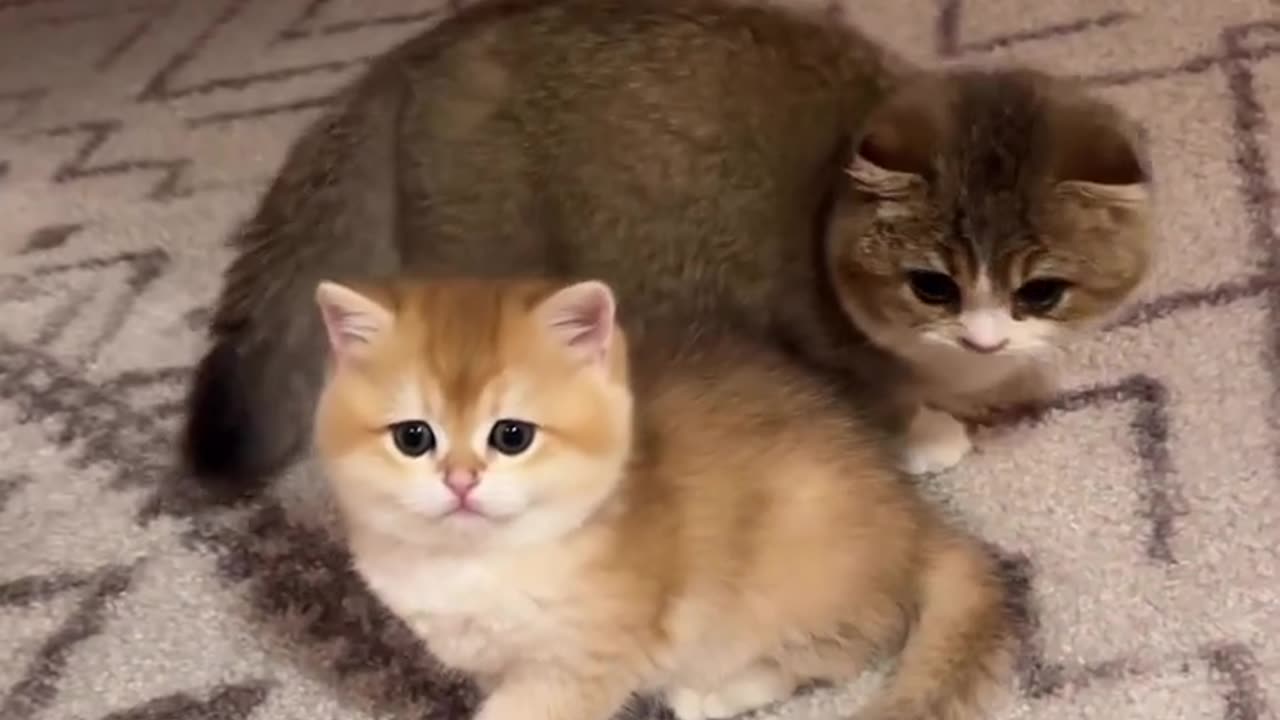 Two Fluffy Kittens