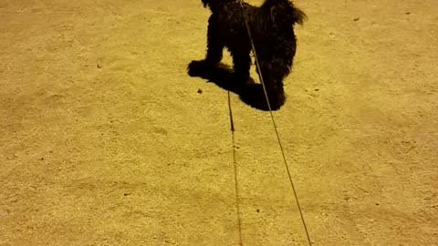 Apolo dog nice dog