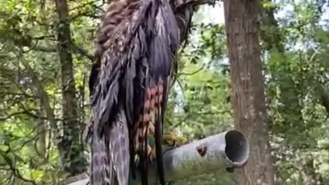 Hawk stuck in a pool gets helped out