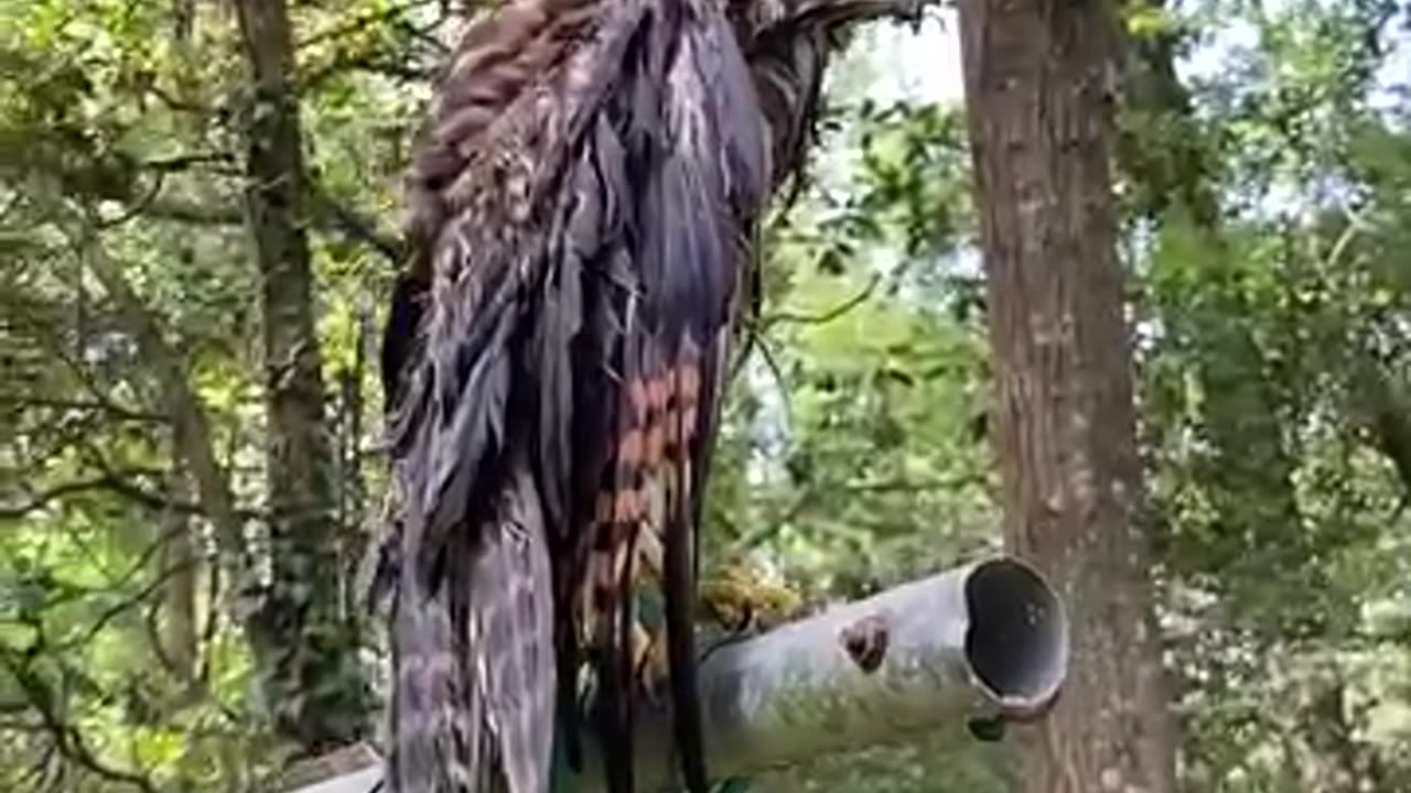 Hawk stuck in a pool gets helped out