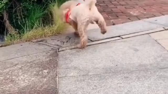 It won't make fun of you when you play crazy about it