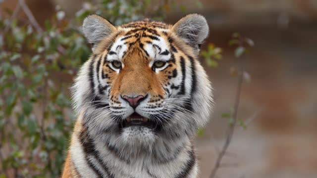 Siberian tiger cub portrait - No Copyright _ Animal videos ( 1080 X 50fps )