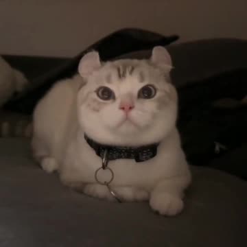 Fanny cat videos | kitty cat video | Cute cat videos | Pet Animal video | Kittycat