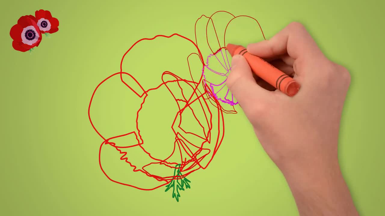 How to draw beautiful poppies