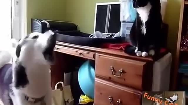 Cute 🐕🐕🐕Dogs and Cats Funny ,Vídeos compliation.