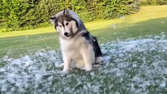 Me thinking I'm a genius for grooming my huskies in my yard