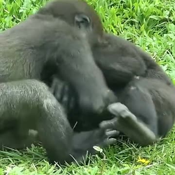 Funny Monkeys make me Happy