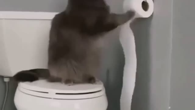 lol reasons why you shouldnt allow your cat alone in the toilet