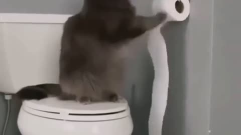 lol reasons why you shouldnt allow your cat alone in the toilet