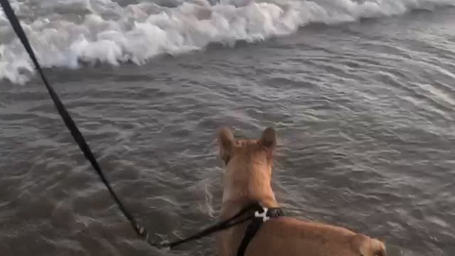 my cute dog loves beaches