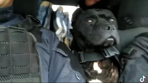 Dog Cop getting ready for another day of work