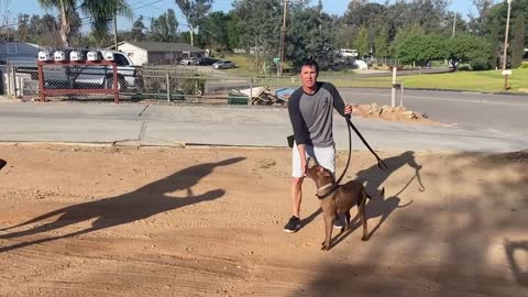 Watch leash reactivity session/no treats and no shocks!!!