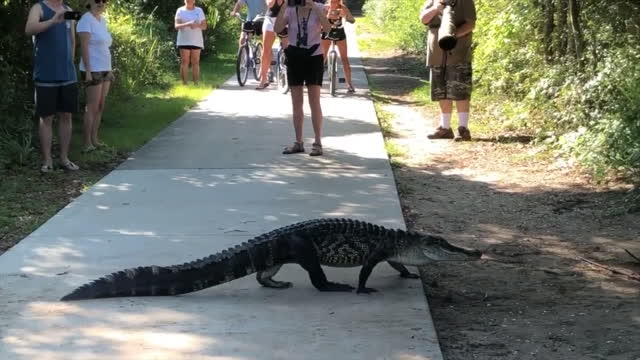 Alligators Calmly Cross Crowded Path