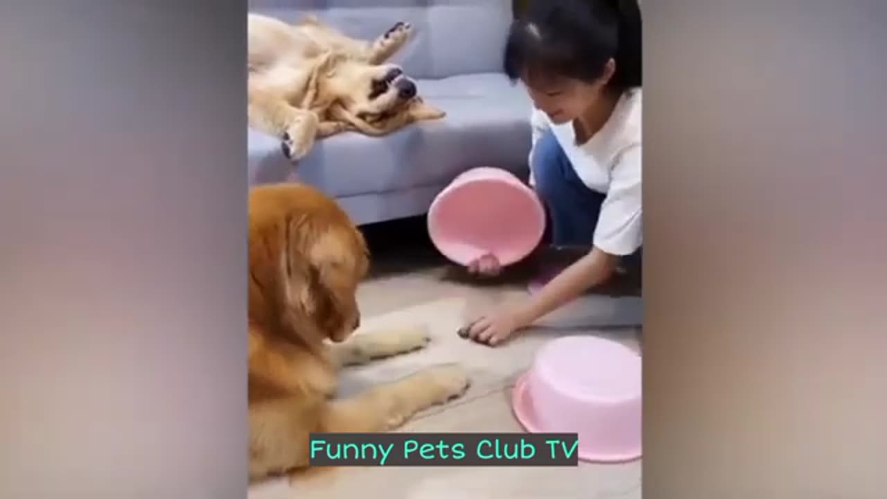 Funny Animal Videos 🤣 Funniest Cats and Dogs Videos 2024 😅 #171