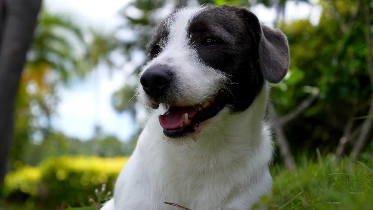 Gorgeous Dog Strikes a Pose Like a Movie Star!