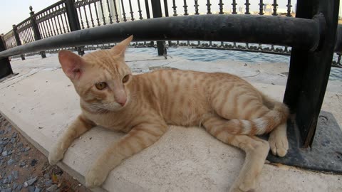 ED SHEERAN - Homeless cat in Ras Al Khaimah, UAE #cat #cats #EdSheeran #emirates #rak #ae #UAE #food