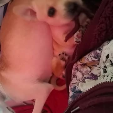 Aye Chihuahua Tito TikTok