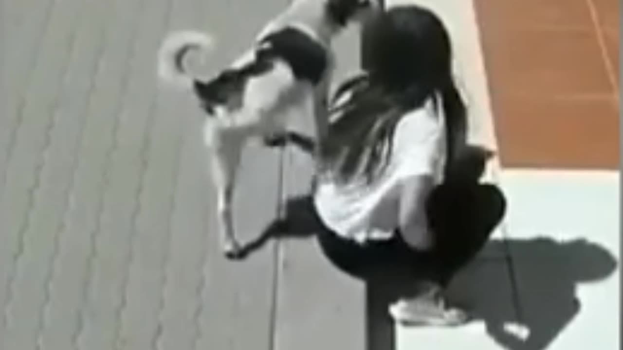 #funnycatvideo||😸||