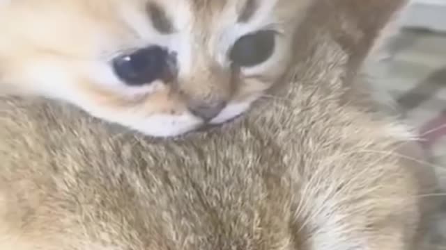 #Funniest #Cats 🐱 and #Dogs 🐶 #Part 9