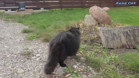 Cat security guard (кот охранник)